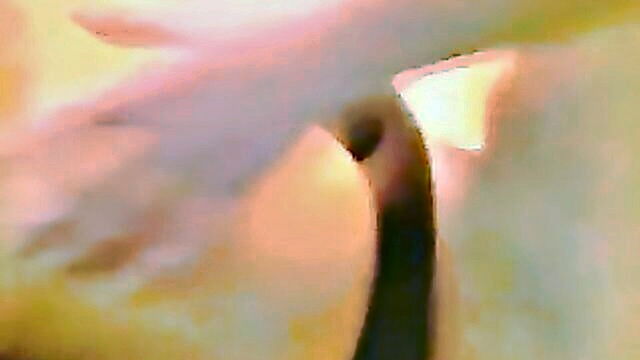 amateur, cumshot, blowjob - amateur german couple engages in blowjobs and doggy style sex