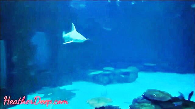 young thai teen heather deep performs deep throat oral sex following a visit to the shark reef aquarium in mandalaybay las vegas : Heather Deep