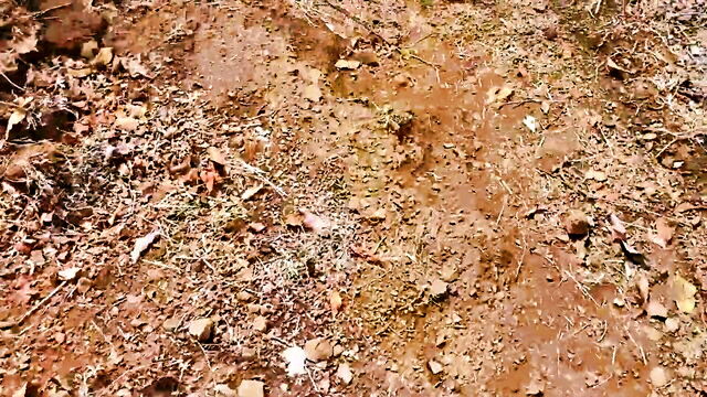 outdoor, hardcore, teen - homemade desi bhabhi sex
