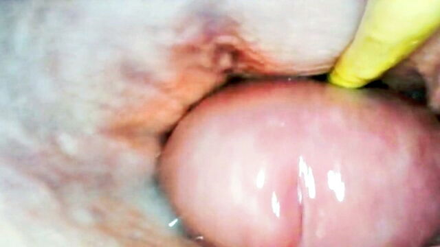 creampie, amateur, anal - tight pussy fingering