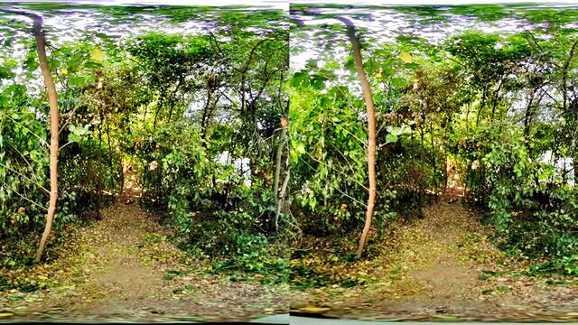 hailey rose - hailey rose big cock