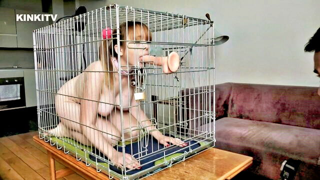dog, cherry, petgirls - kinkitv dogcage cherry