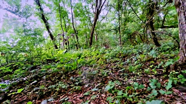 kally xo - kally xo the jail break