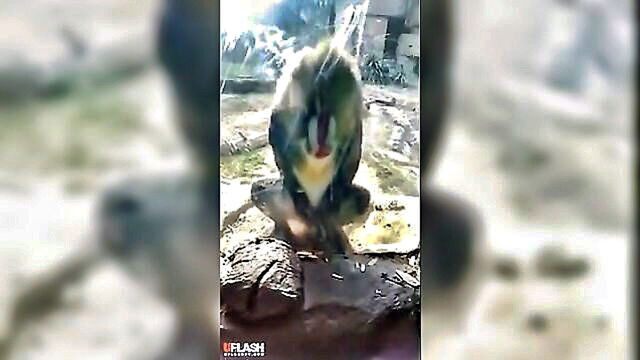 dayna reynolds gets amused by two girls playing with a monkey : reynolds_dayna