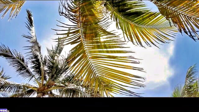 coco vandi - coco vandi auntie