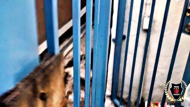 rome major, andi ray - rome major andi ray bbc