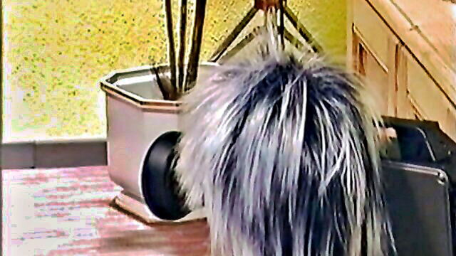 curly skinney on the prowl