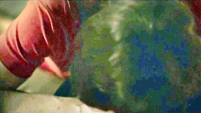 ichaela schausberger blowjob