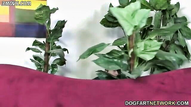 shane diesel bbc mam米 : Dogfart Network