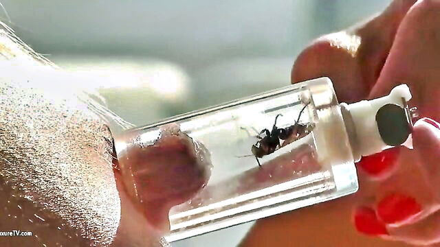 pain, insect play, queensect - queensect bee sting nipple