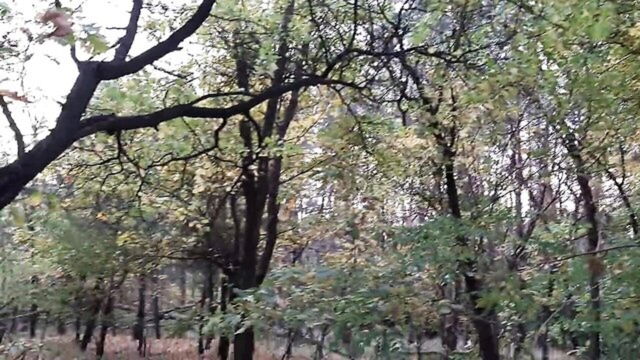 sex in the woods watch online : Lesbian-illusion