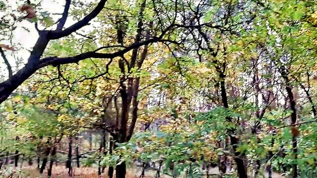 lesbian illusion - sex in the woods watch online