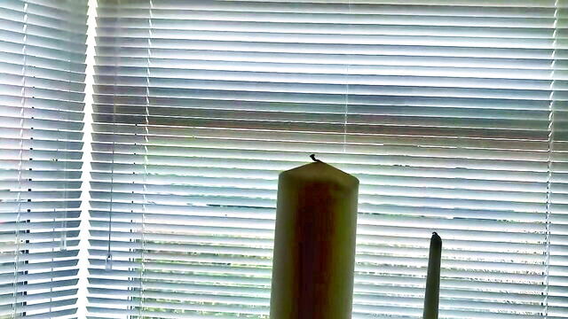 pornstar, fetish, amateur - sissy pig ball weights