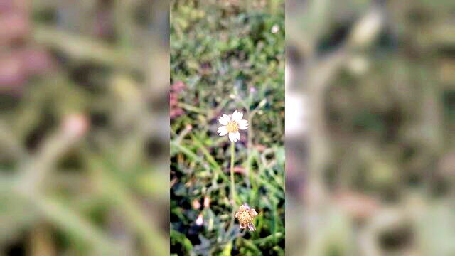 school girl fucked online