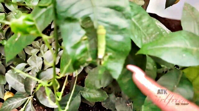 holly hendrix - holly hendrix blowjob